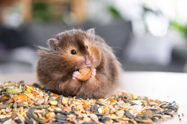 Hamster Lucu